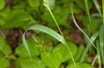 Eastern bottlebrush grass